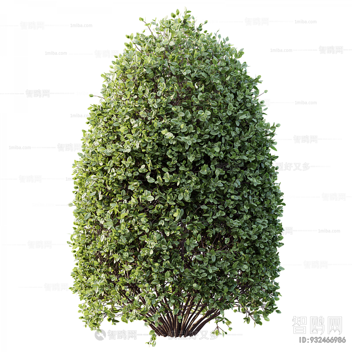 Modern Shrubbery
