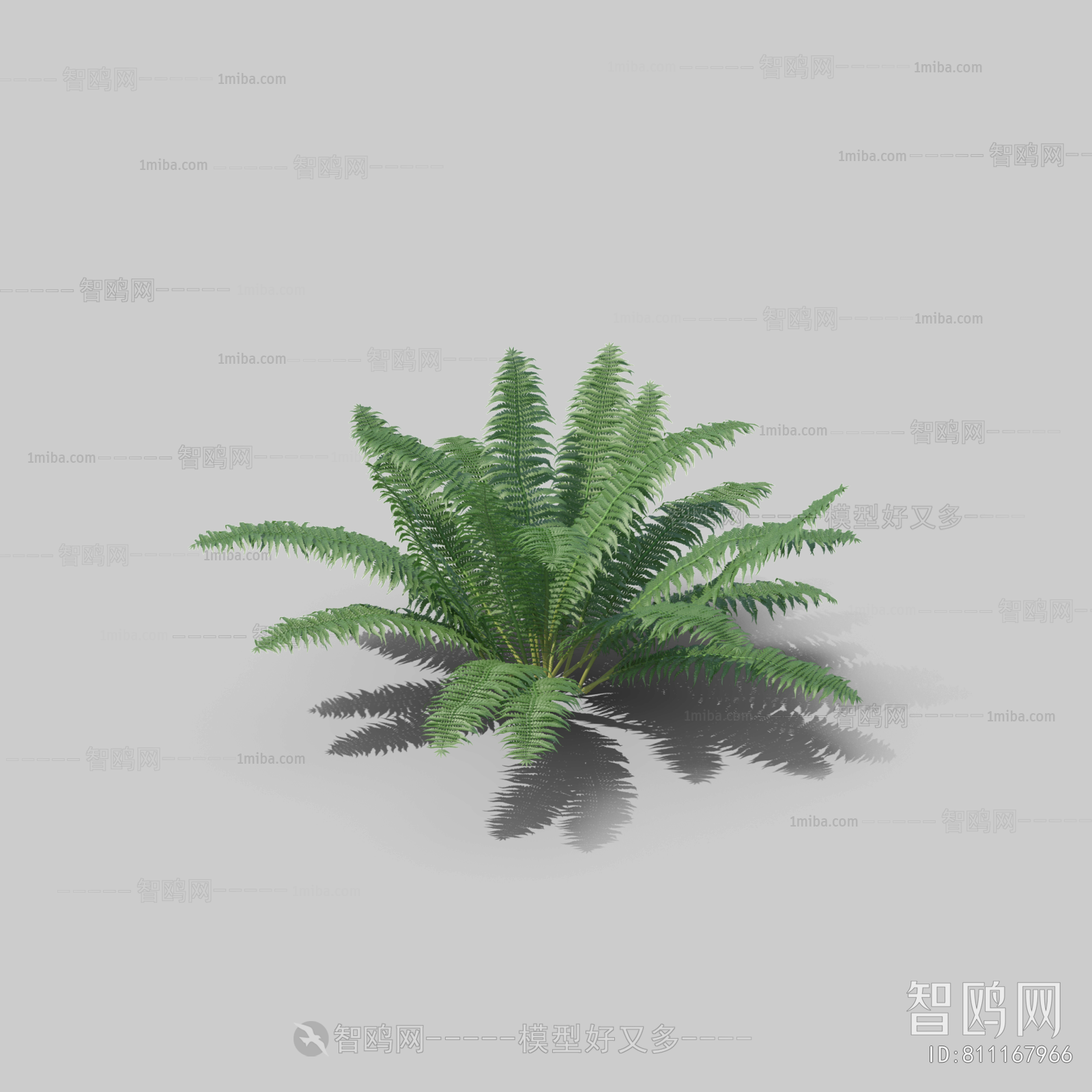Plant Leaves