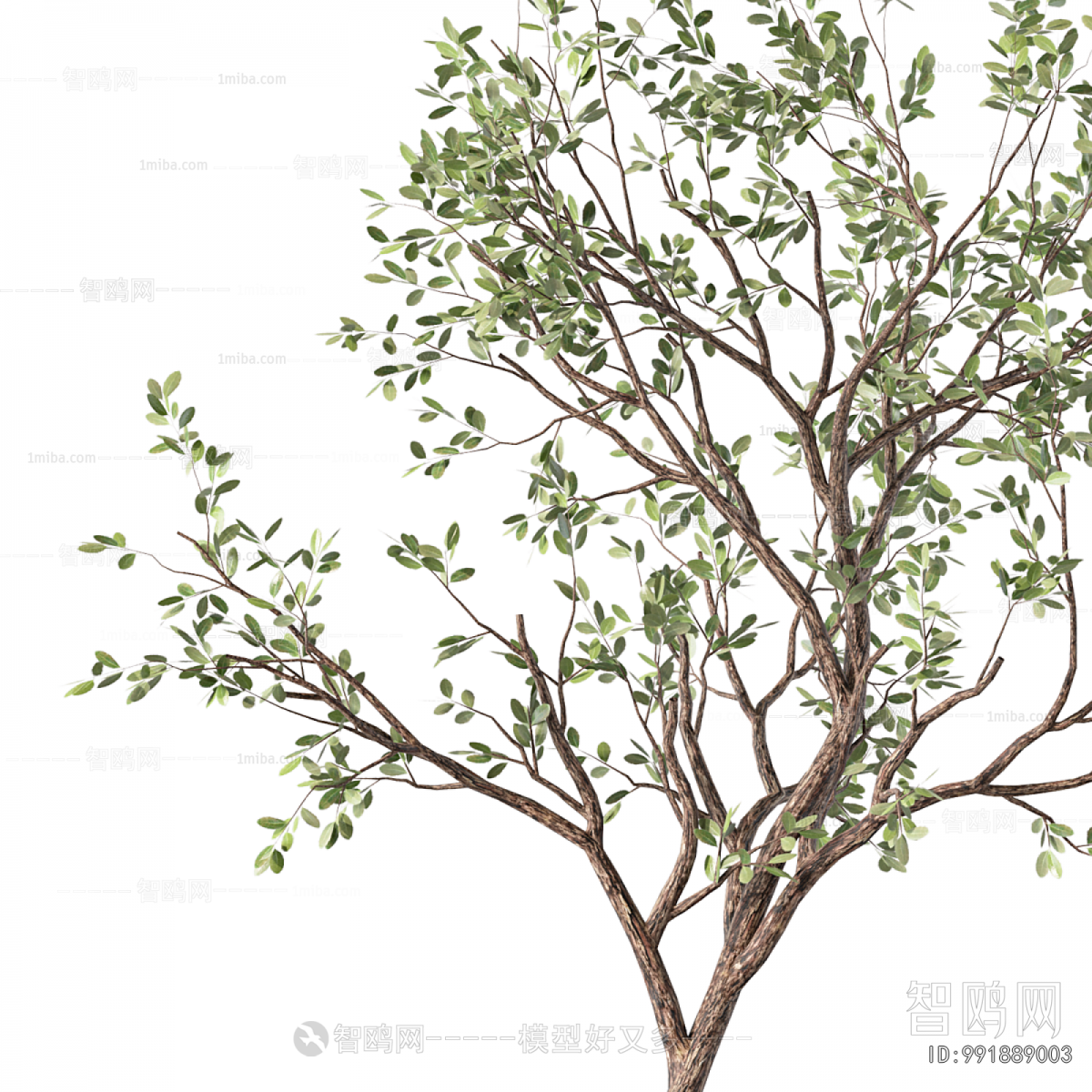 Modern Ground Green Plant Potted Plants