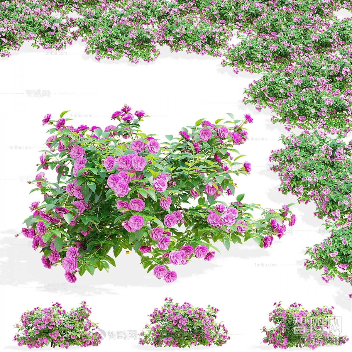 Modern Flowers And Grass