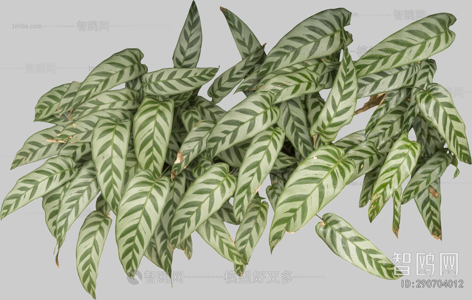 Plant Leaves