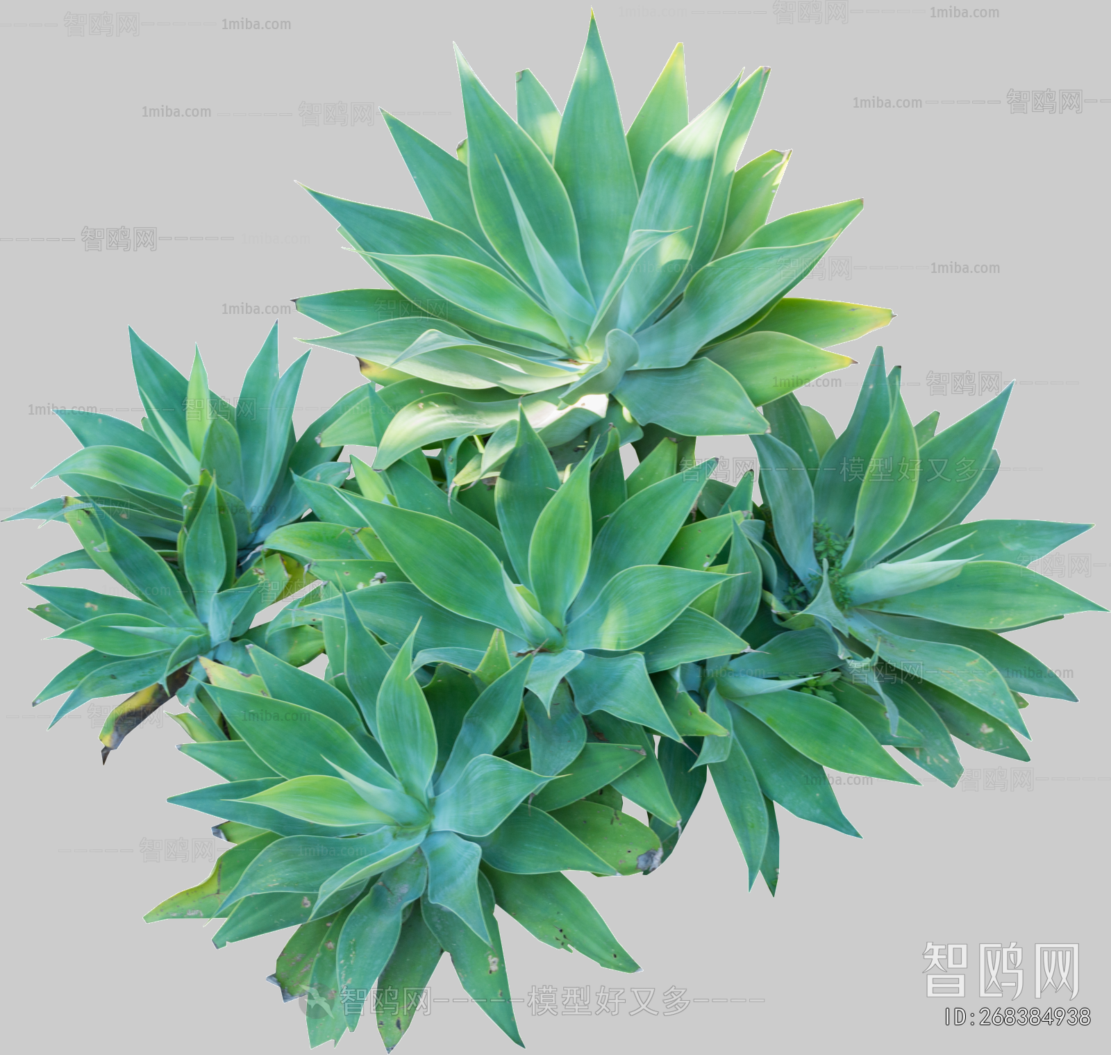 Plant Leaves