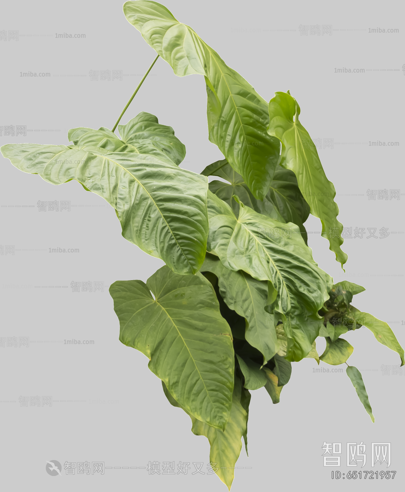 Plant Leaves