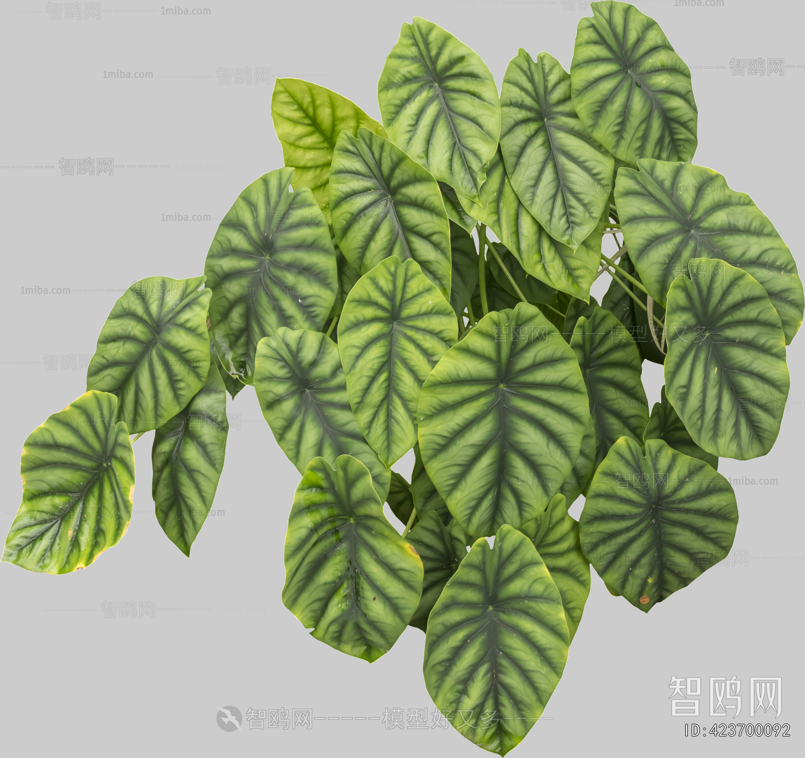 Plant Leaves