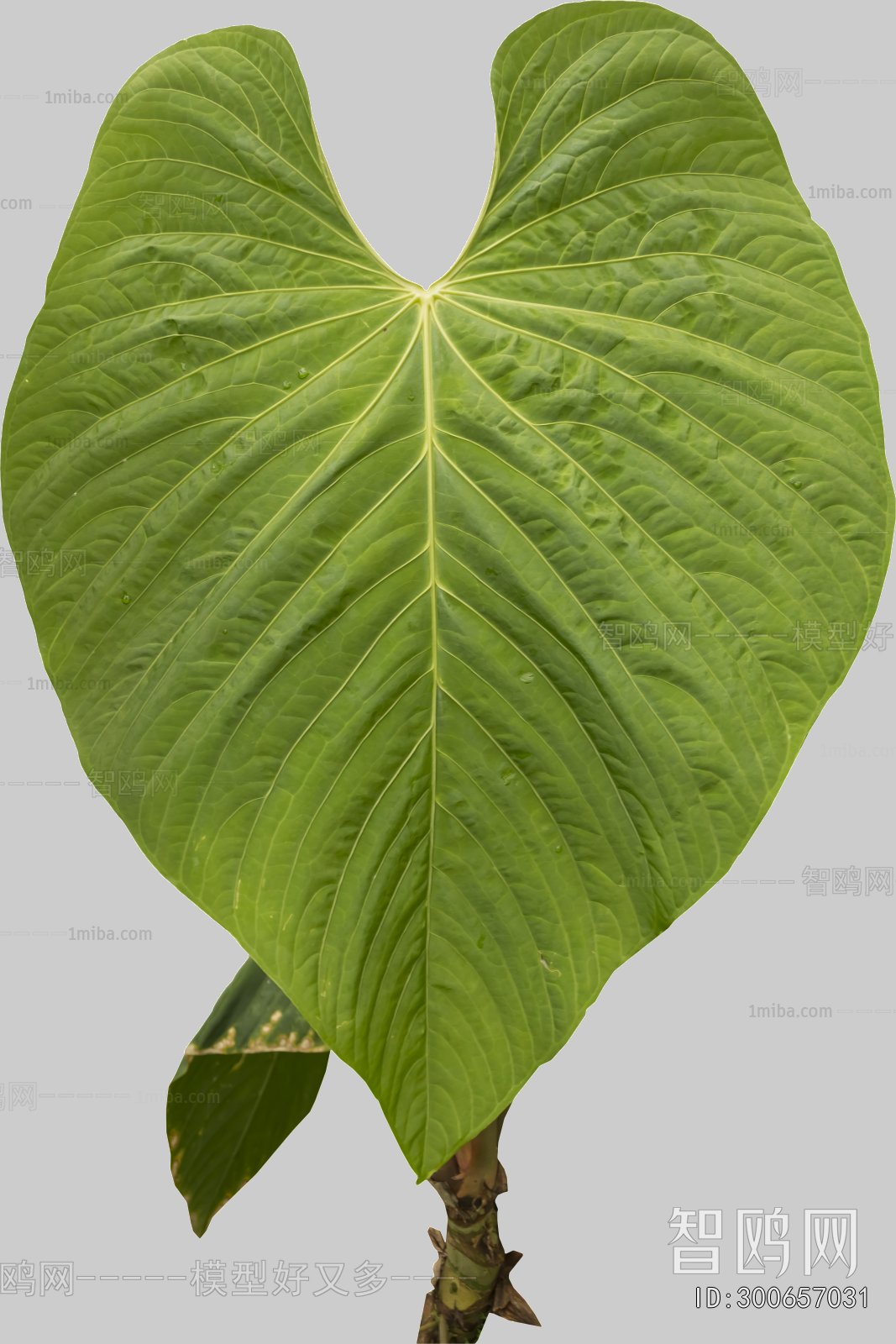 Plant Leaves