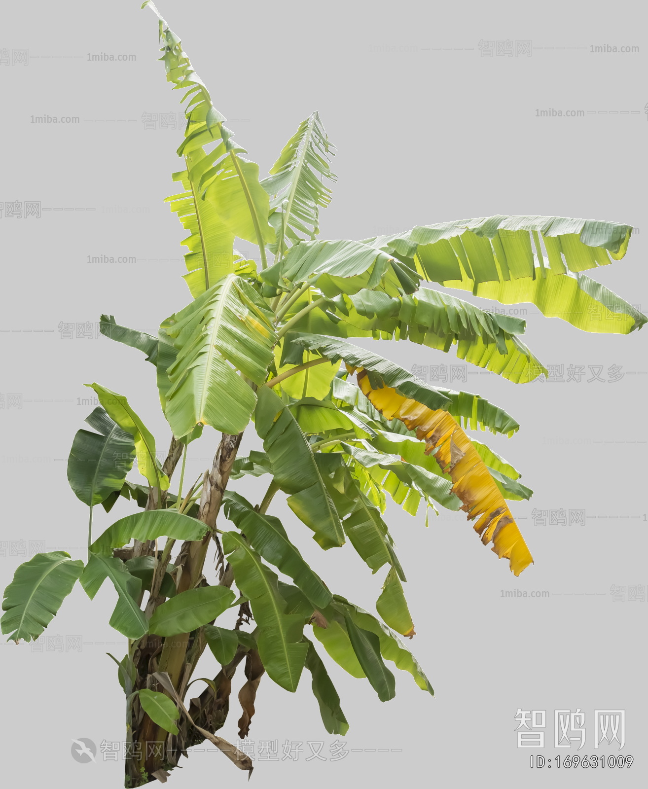 Plant Leaves