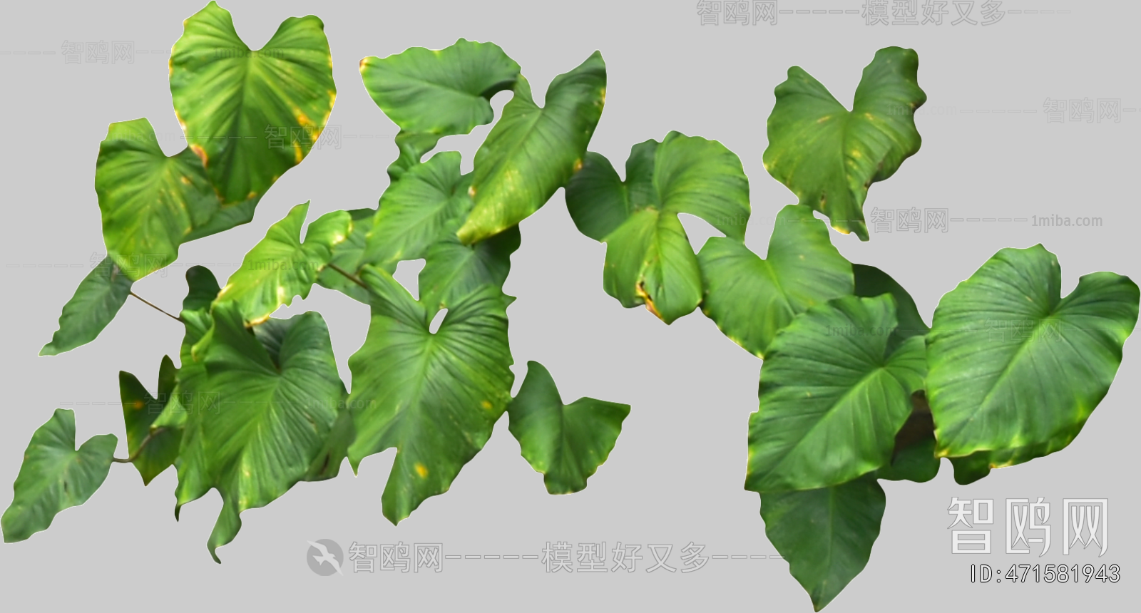 Plant Leaves