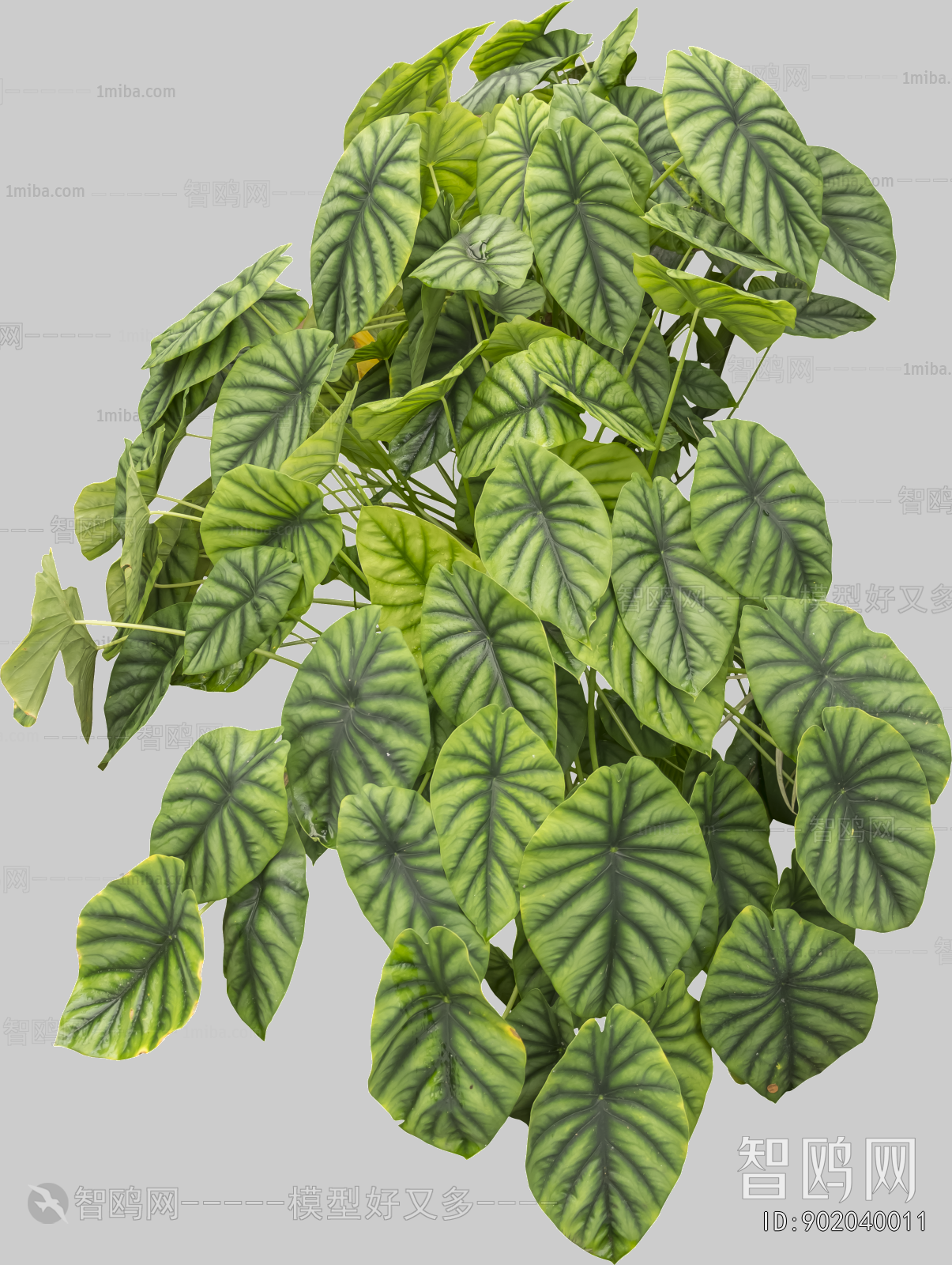 Plant Leaves
