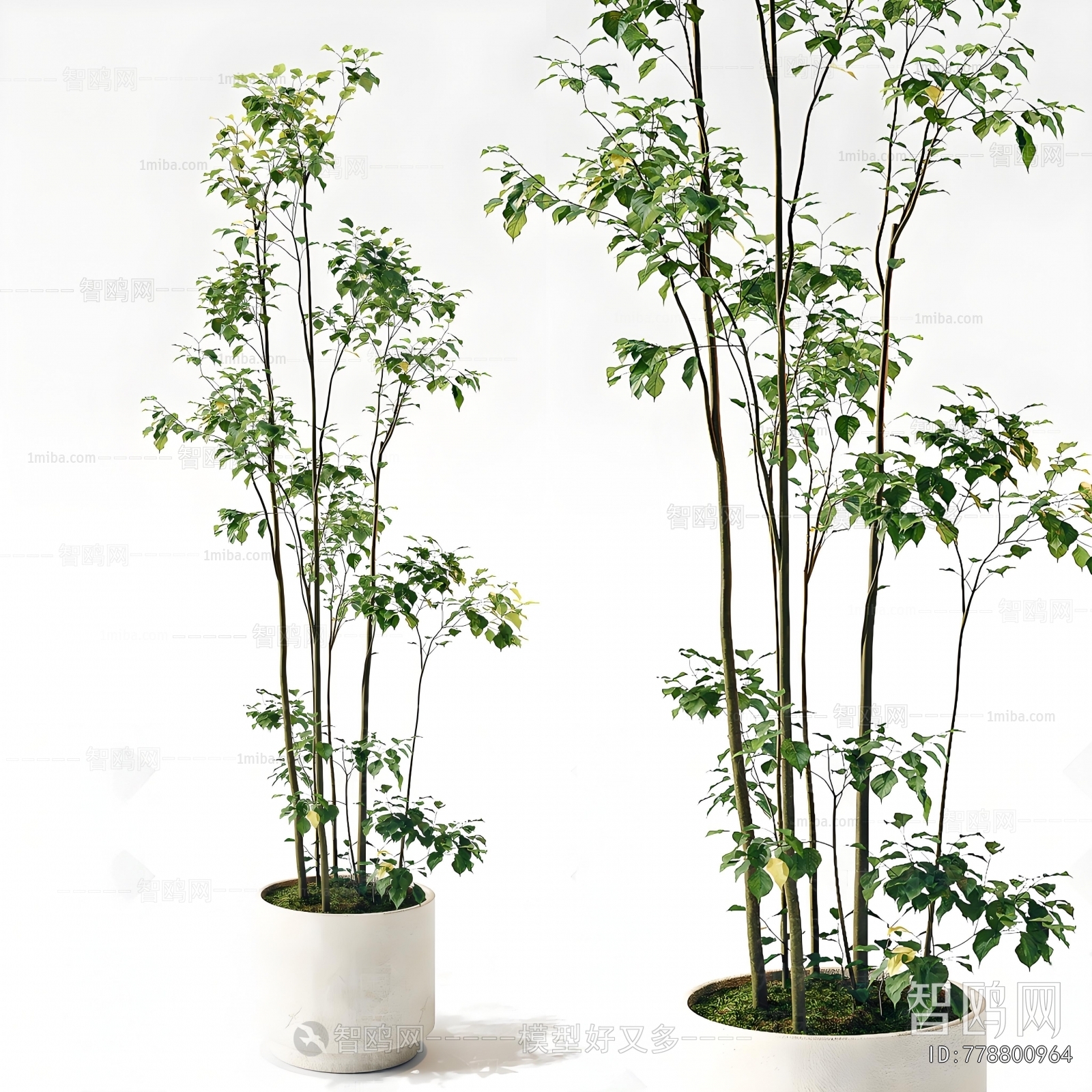 Modern Ground Green Plant Potted Plants
