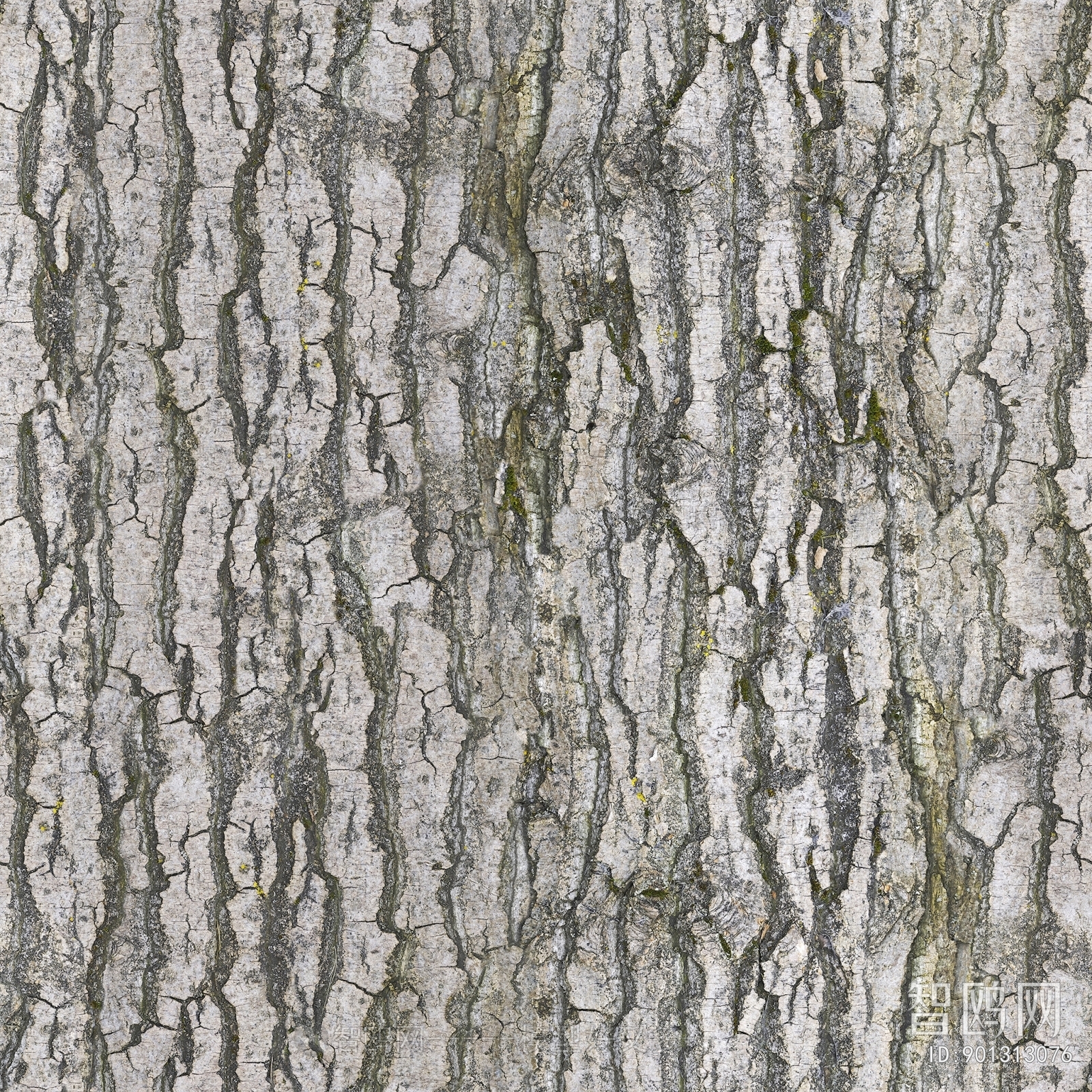 Bark Texture