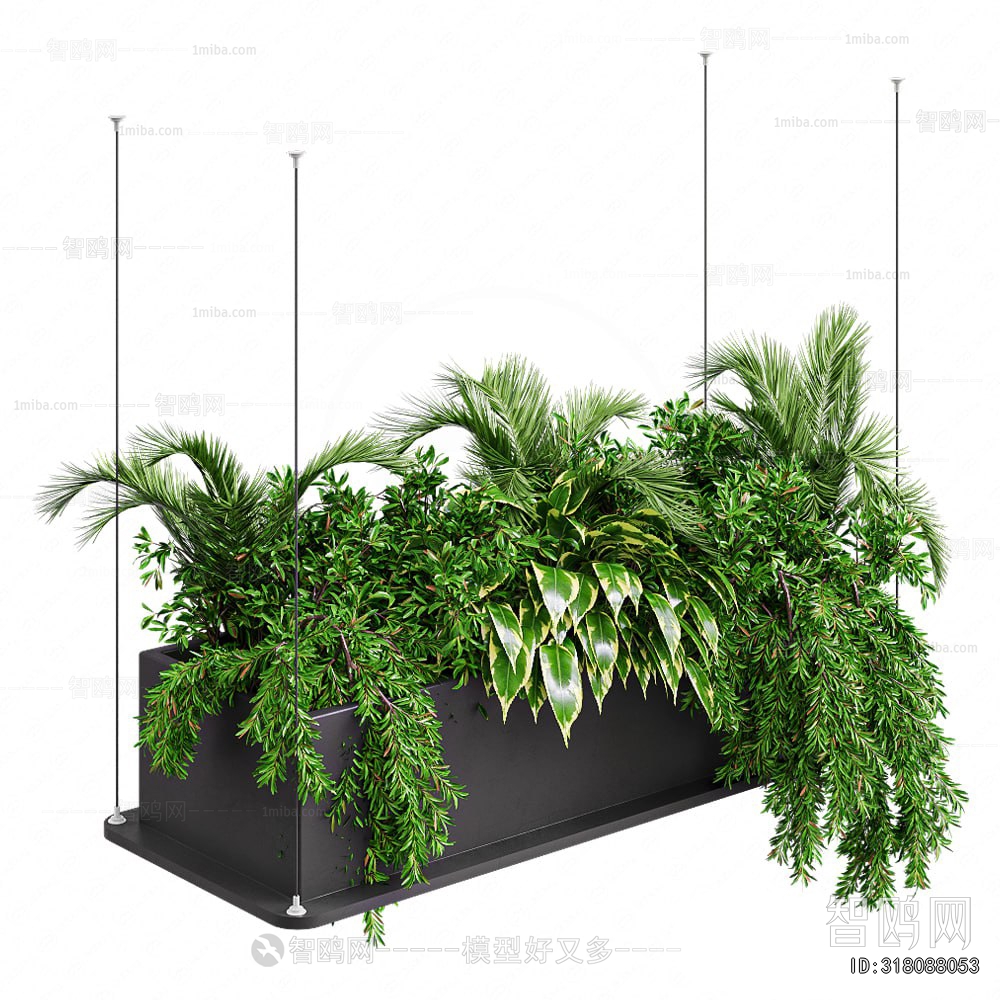 Modern Chlorophytum Comosum