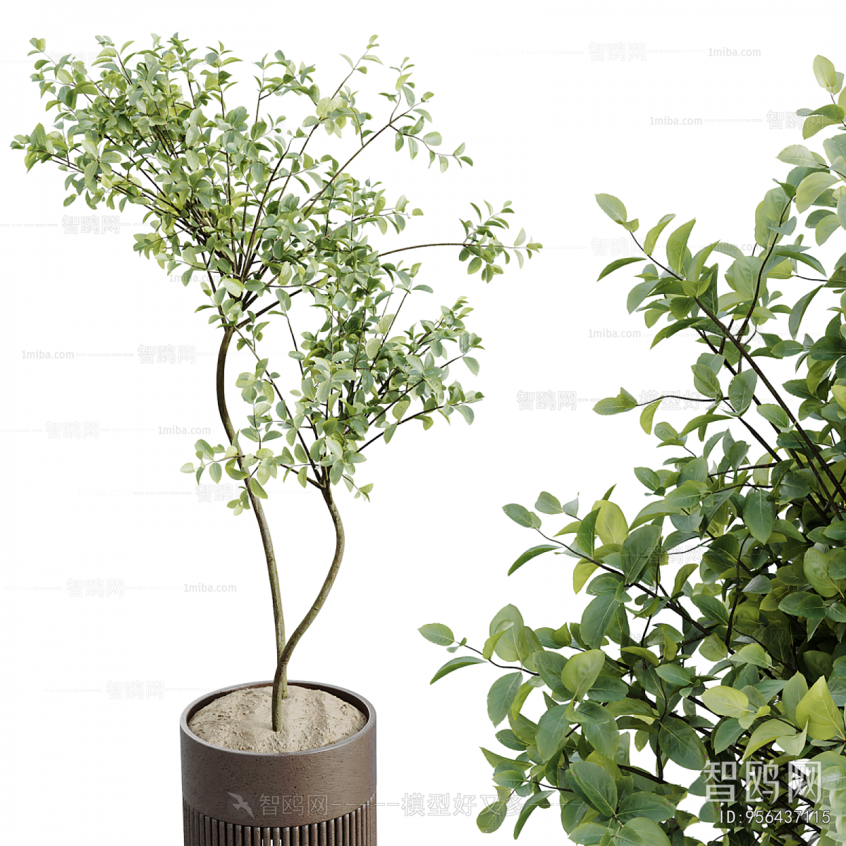 Modern Ground Green Plant Potted Plants