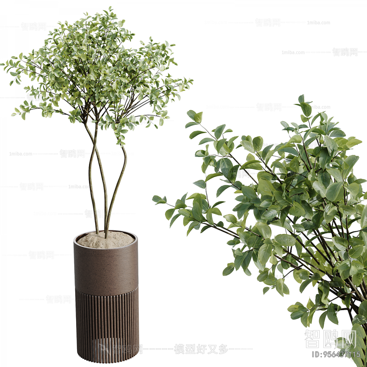 Modern Ground Green Plant Potted Plants