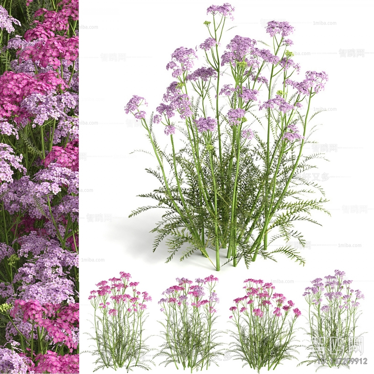 Modern Flowers And Grass