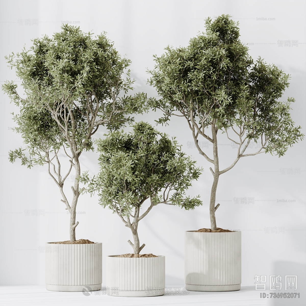 Modern Ground Green Plant Potted Plants