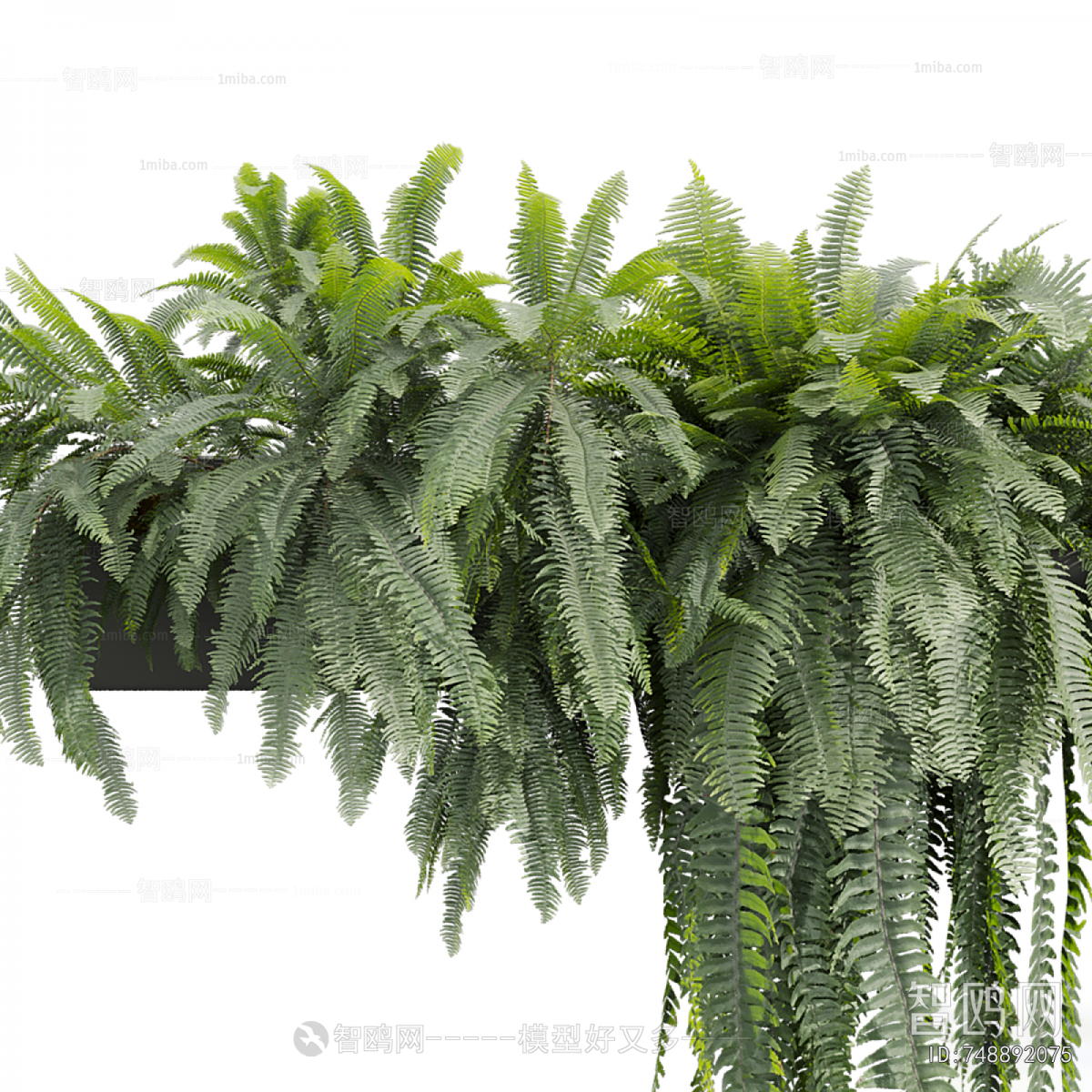 Modern Chlorophytum Comosum