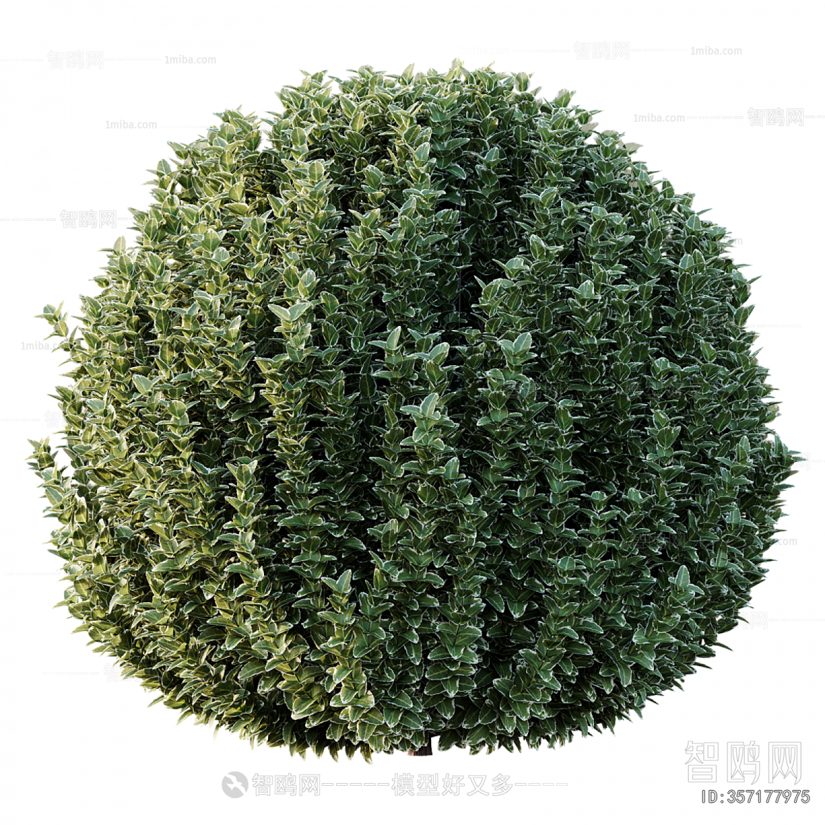 Modern Shrubbery