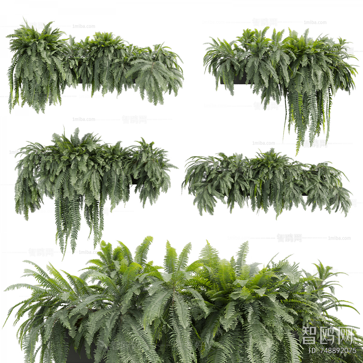 Modern Chlorophytum Comosum