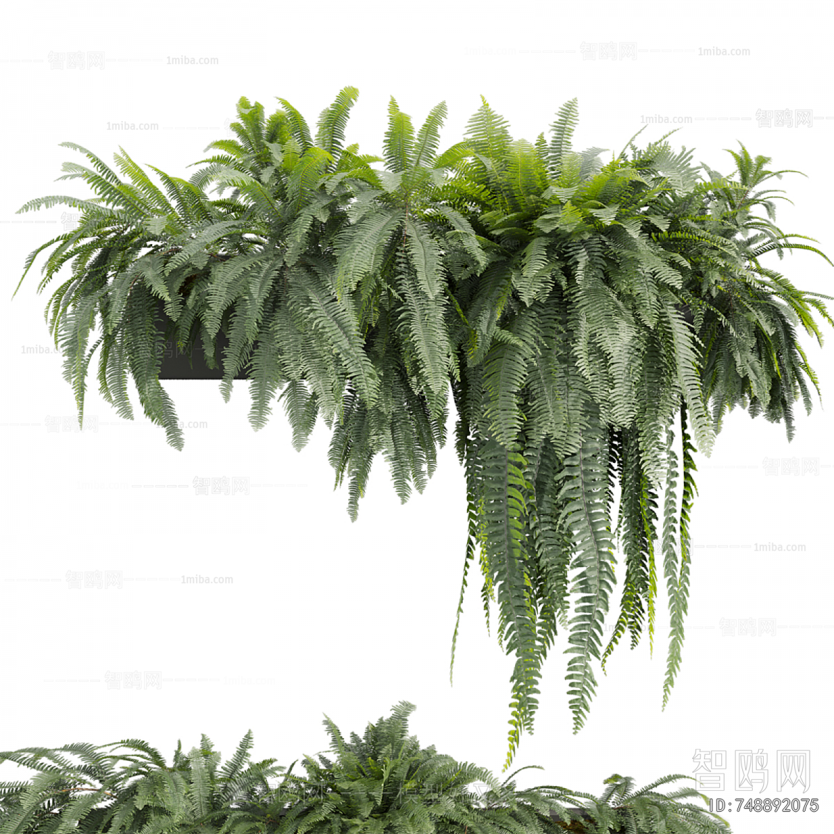 Modern Chlorophytum Comosum