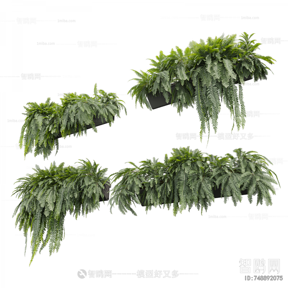 Modern Chlorophytum Comosum