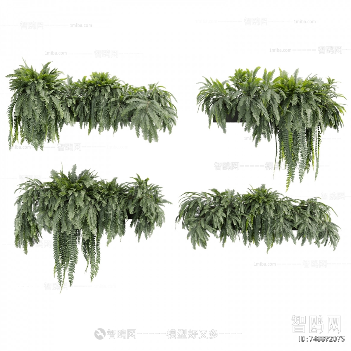 Modern Chlorophytum Comosum