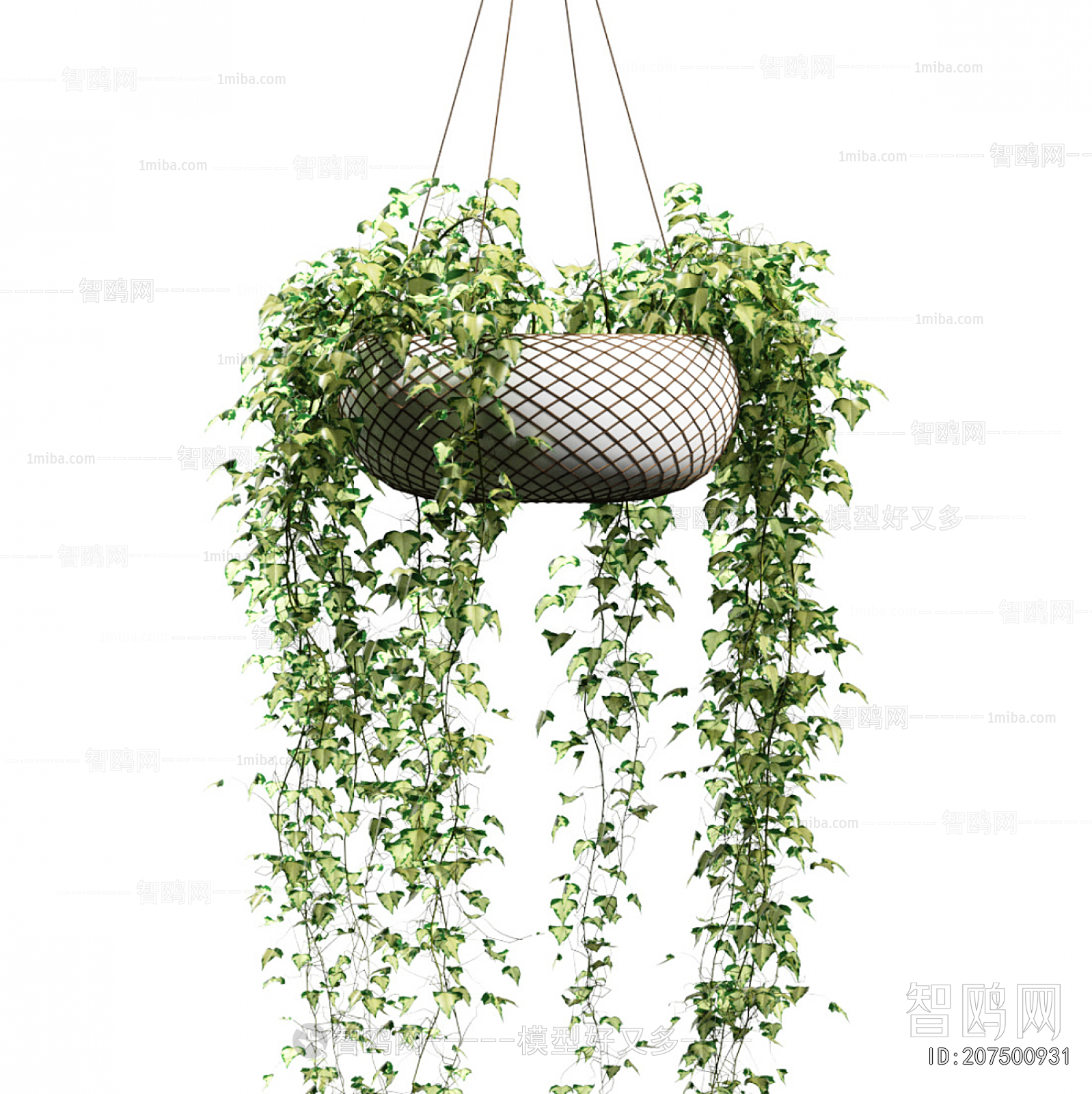 Modern Chlorophytum Comosum