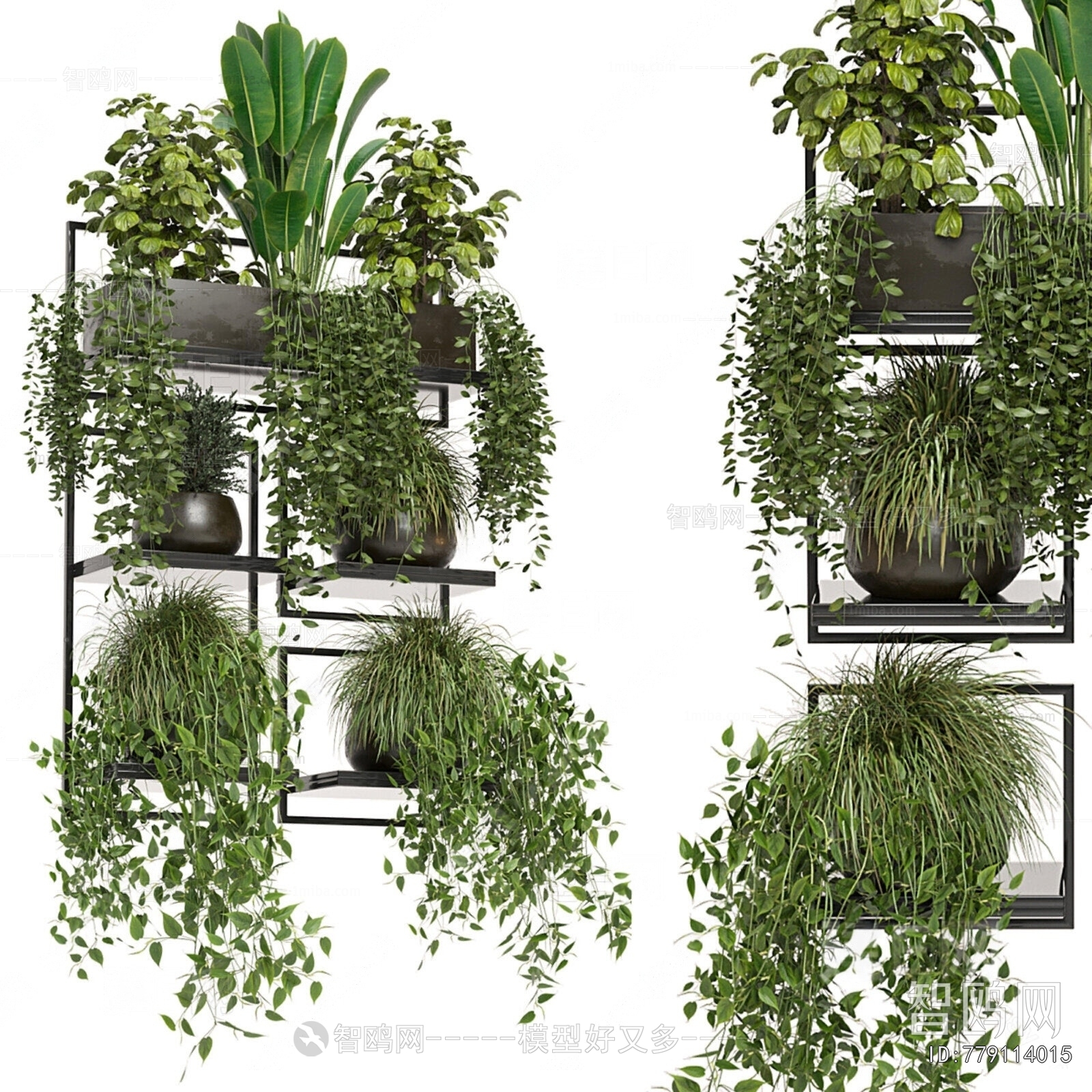 Modern Chlorophytum Comosum