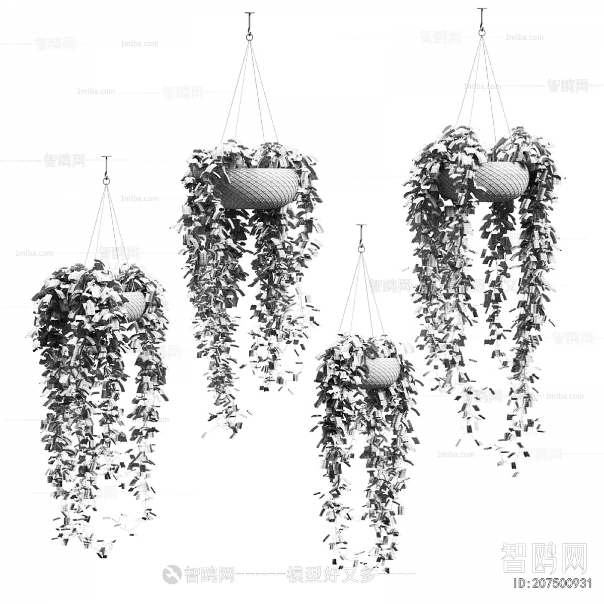 Modern Chlorophytum Comosum