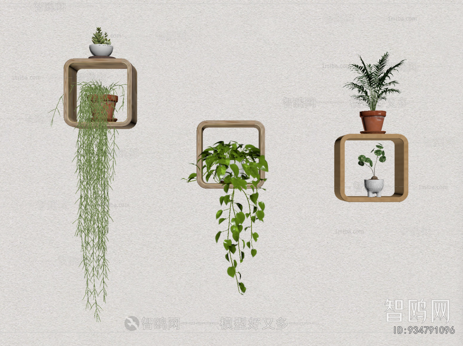 Modern Chlorophytum Comosum