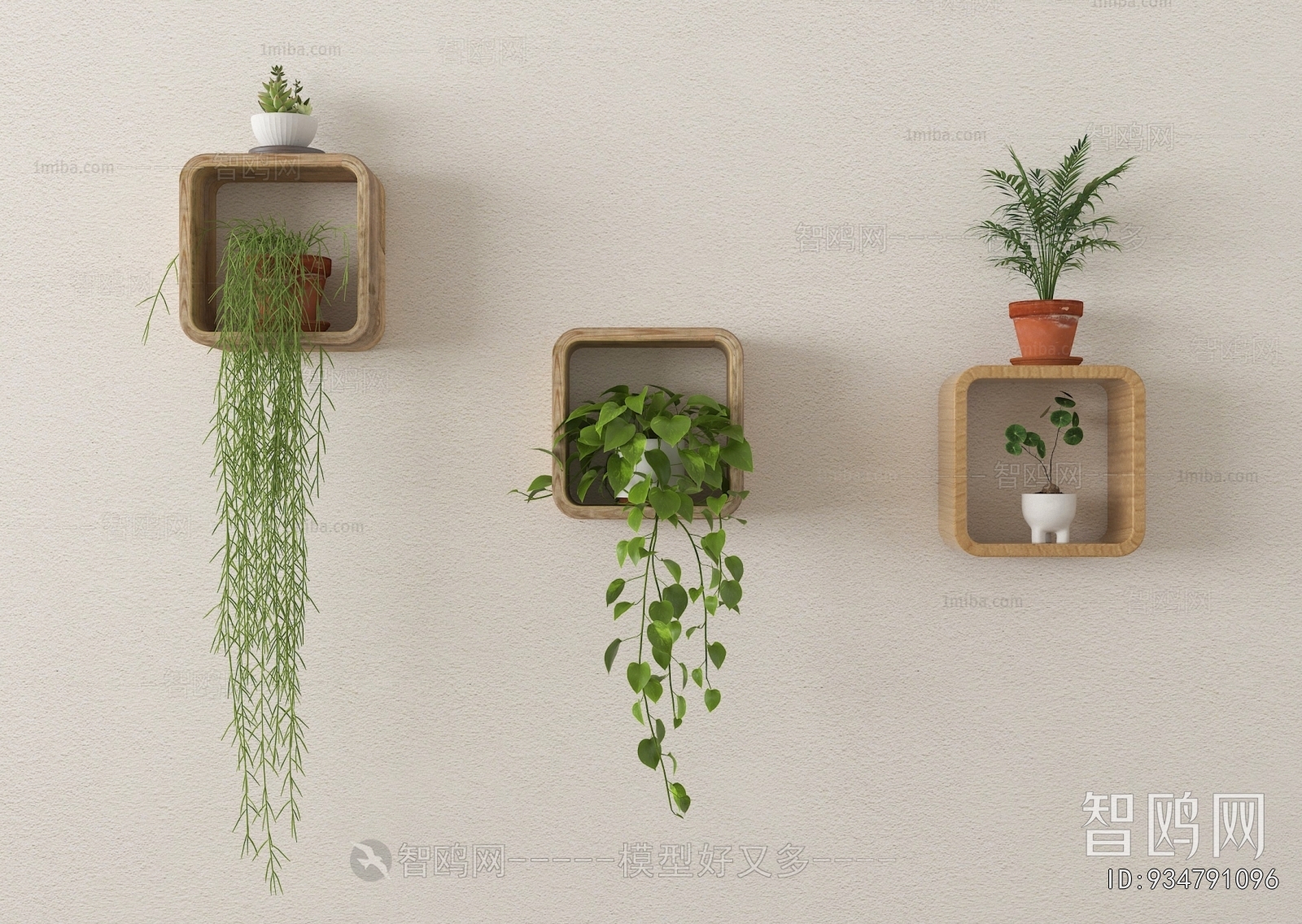 Modern Chlorophytum Comosum