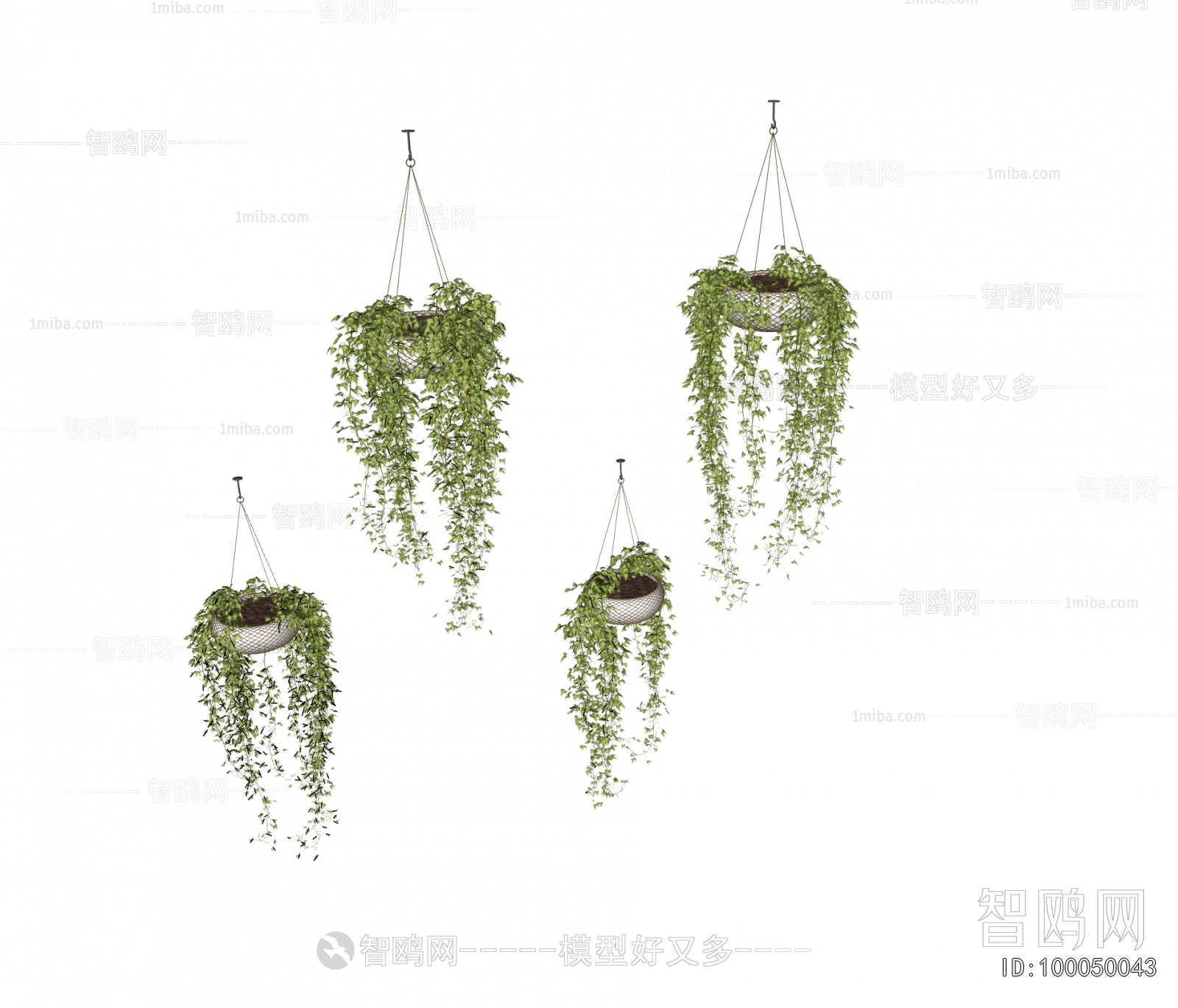 Modern Chlorophytum Comosum