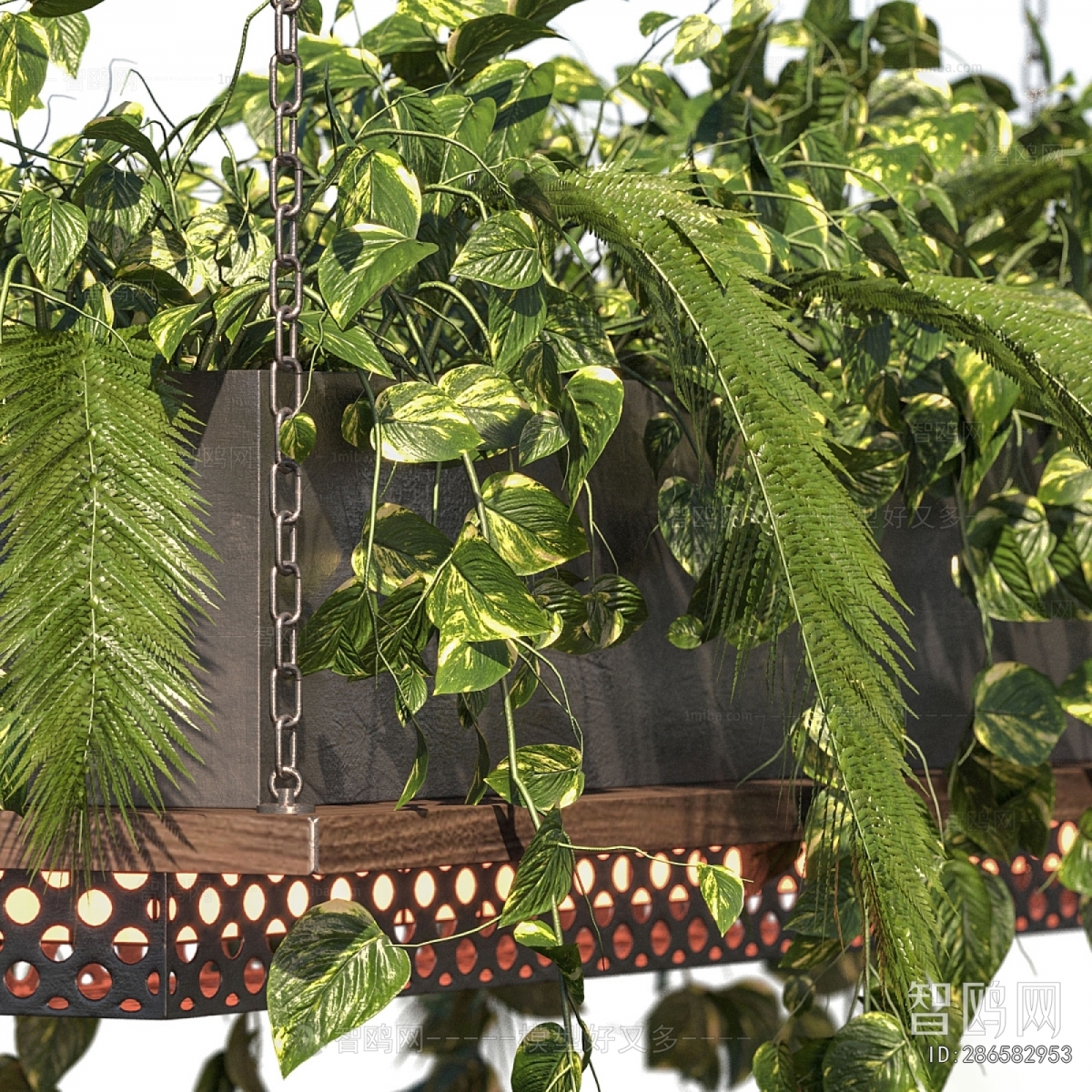 Modern Chlorophytum Comosum