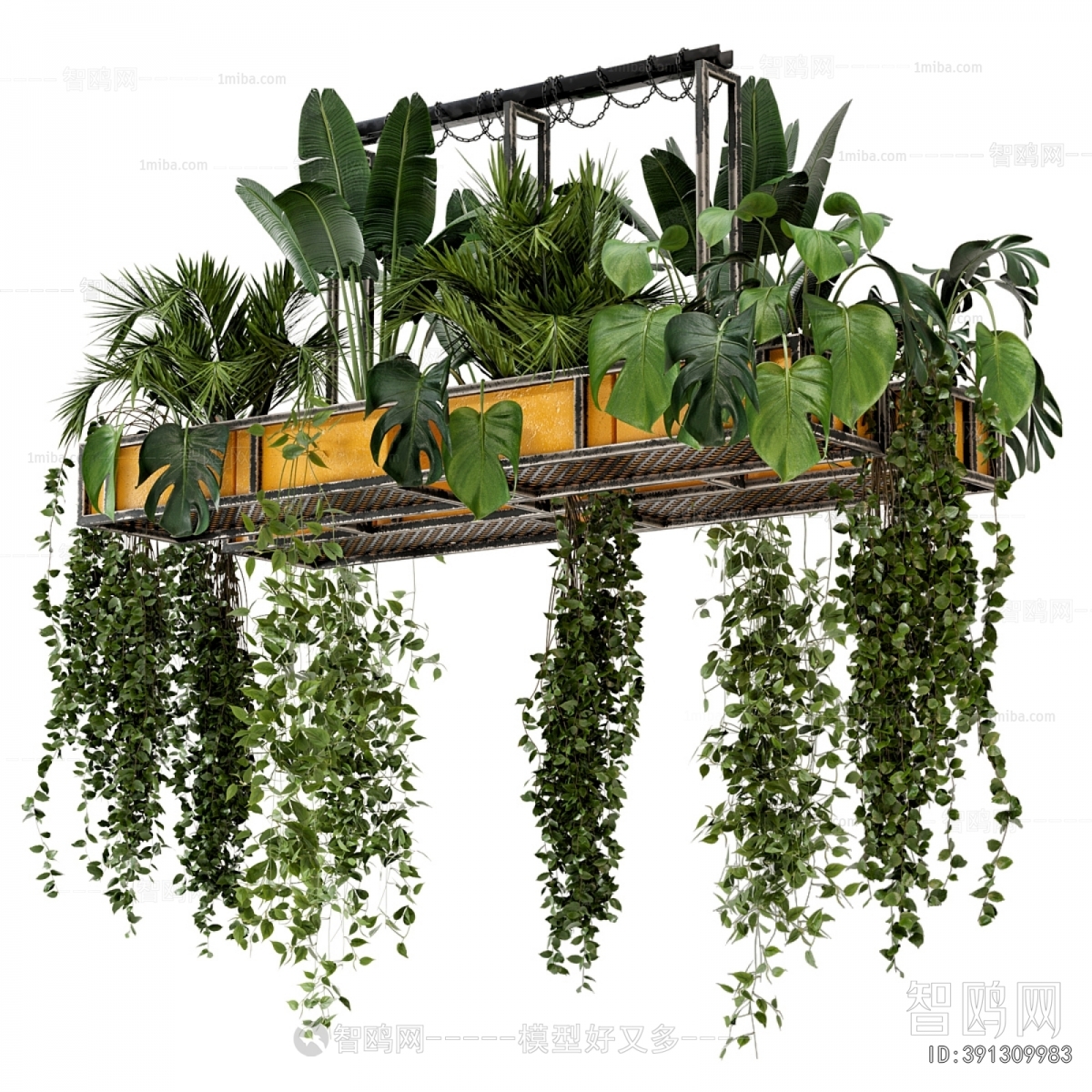 Modern Chlorophytum Comosum