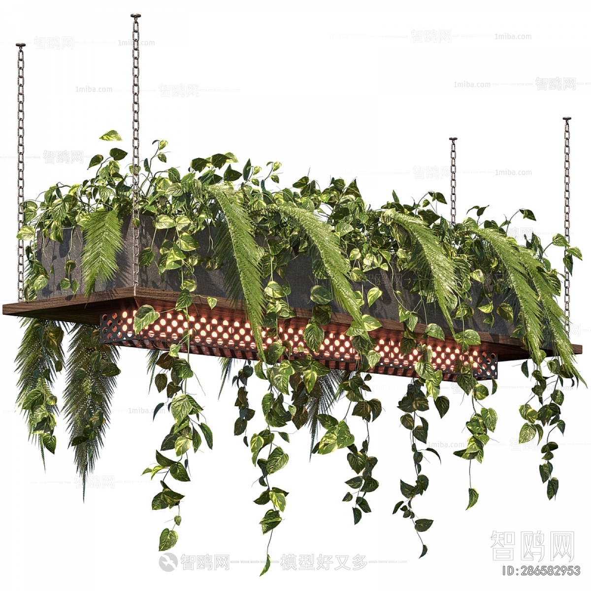 Modern Chlorophytum Comosum