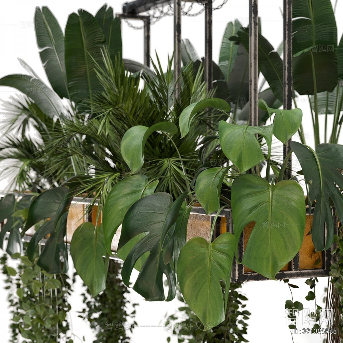 Modern Chlorophytum Comosum