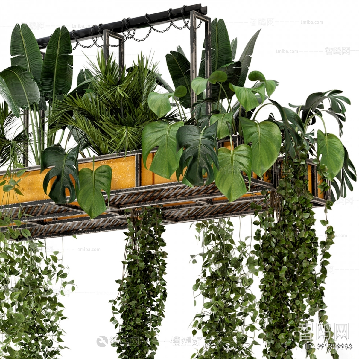 Modern Chlorophytum Comosum