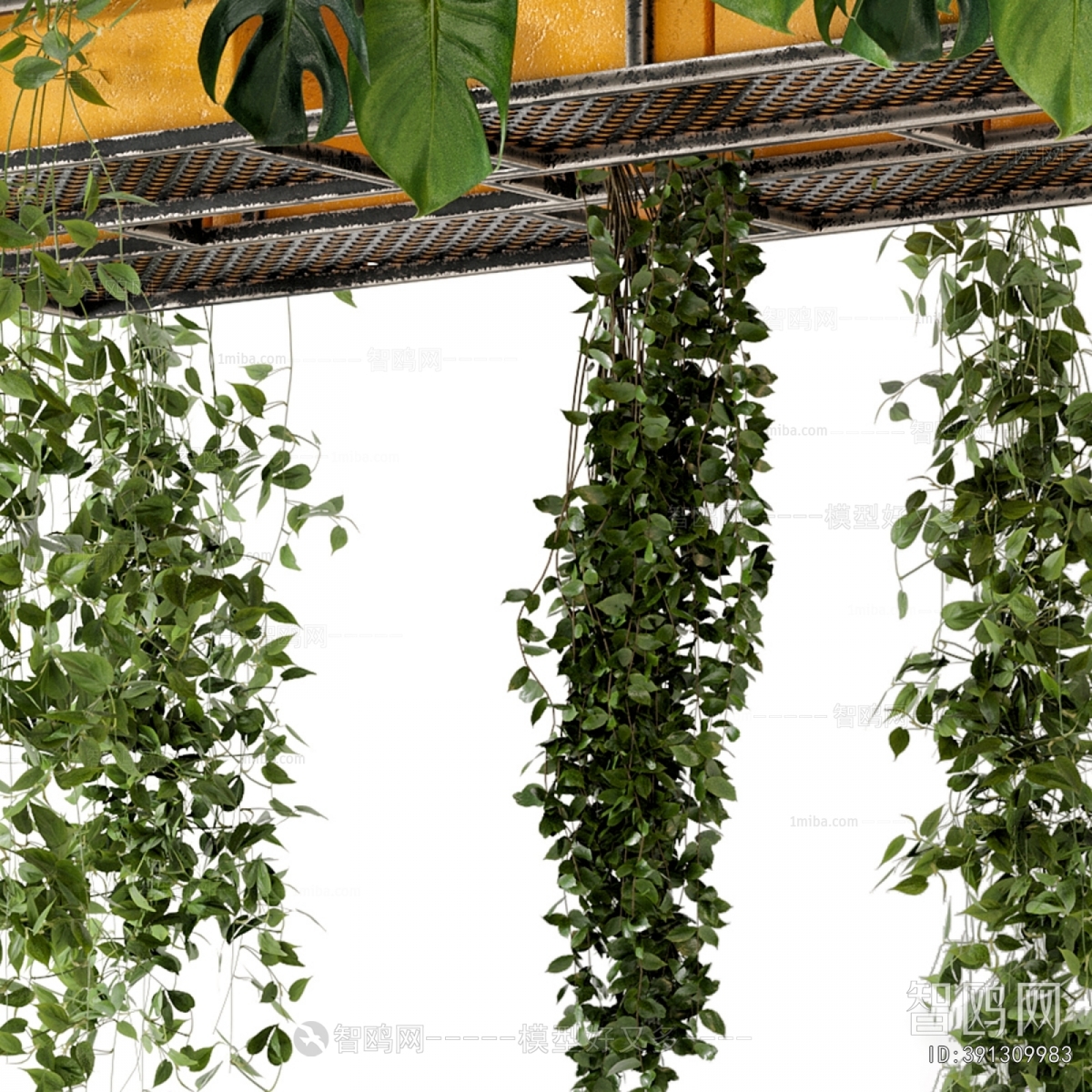 Modern Chlorophytum Comosum