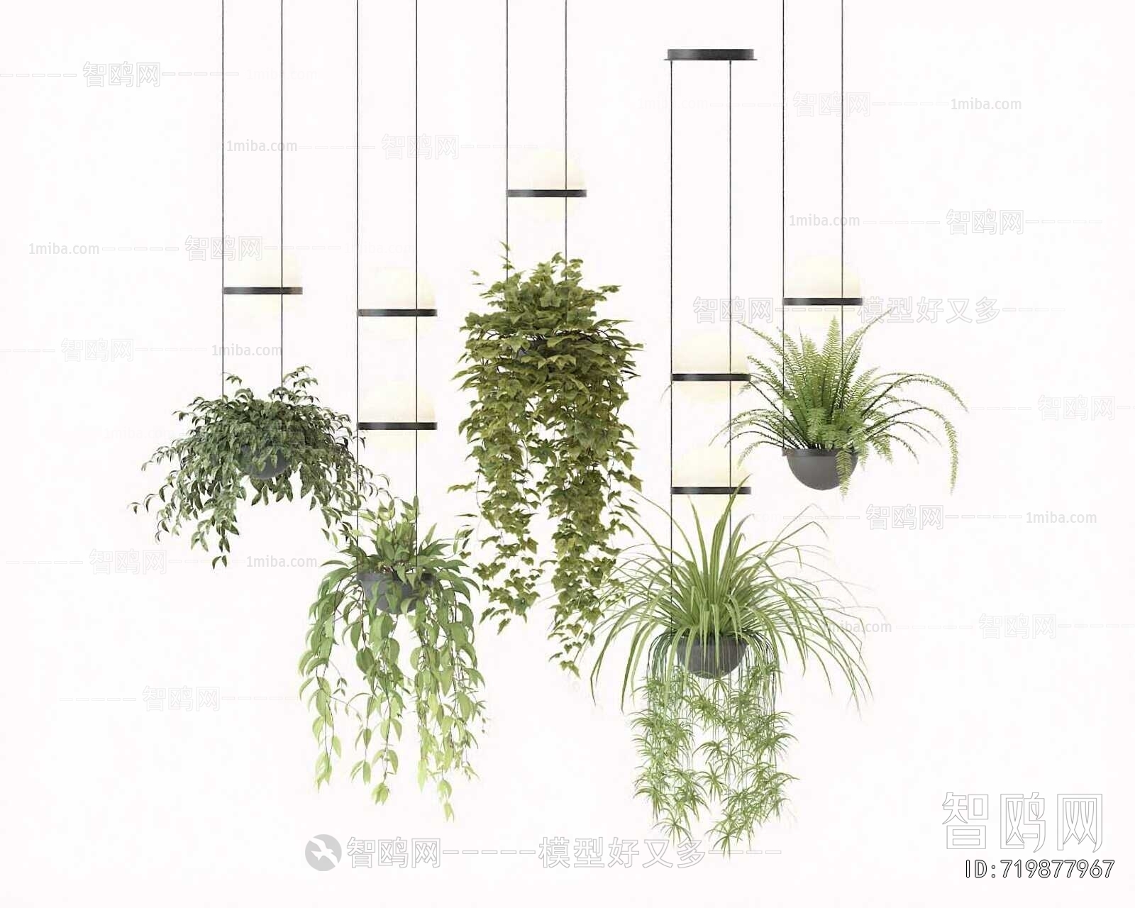 Modern Chlorophytum Comosum