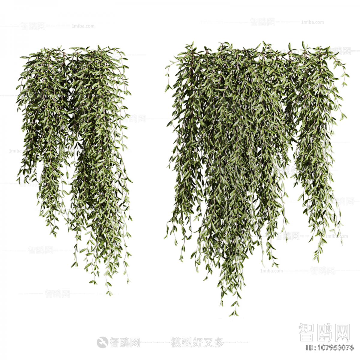 Modern Chlorophytum Comosum