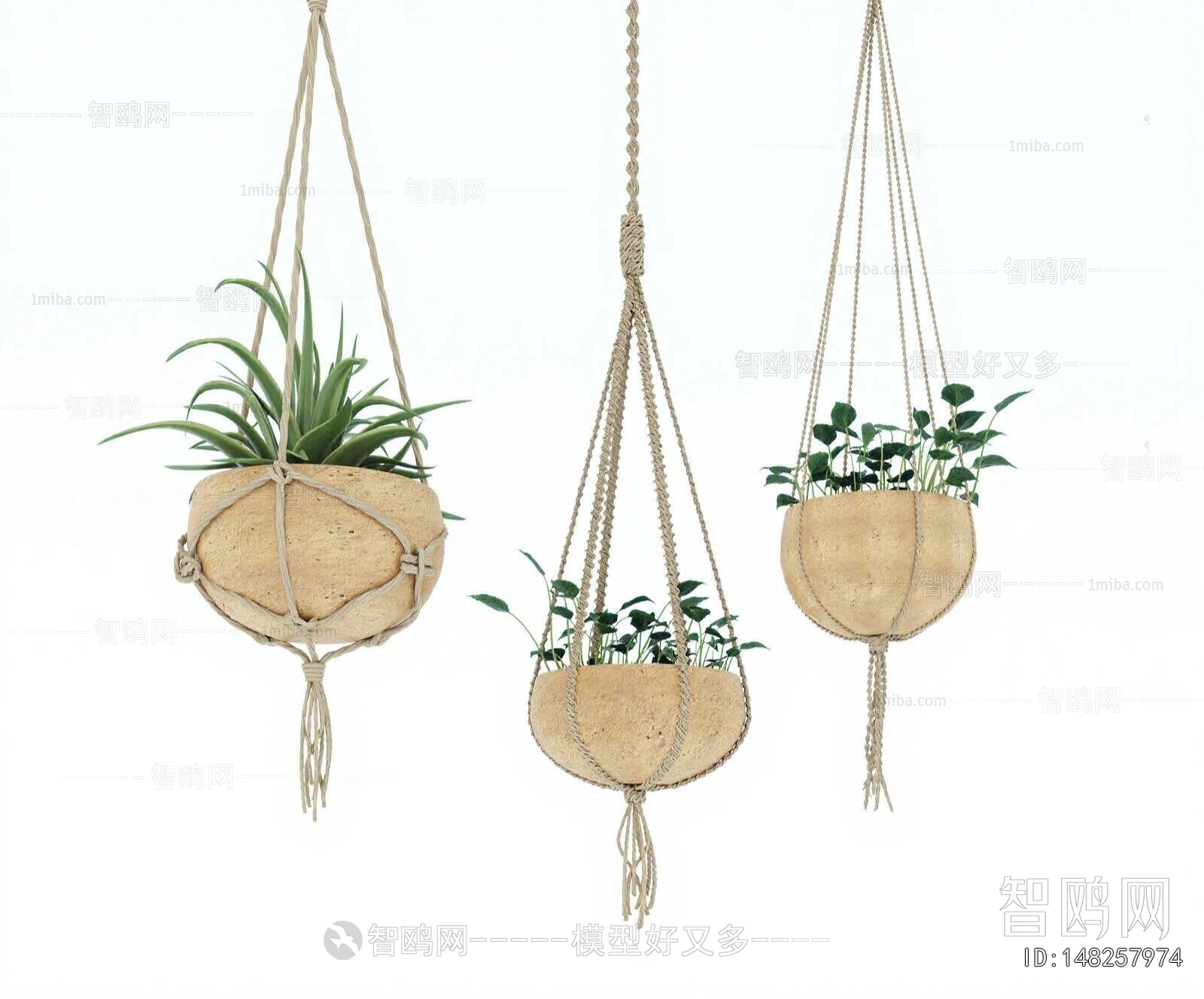 Modern Chlorophytum Comosum