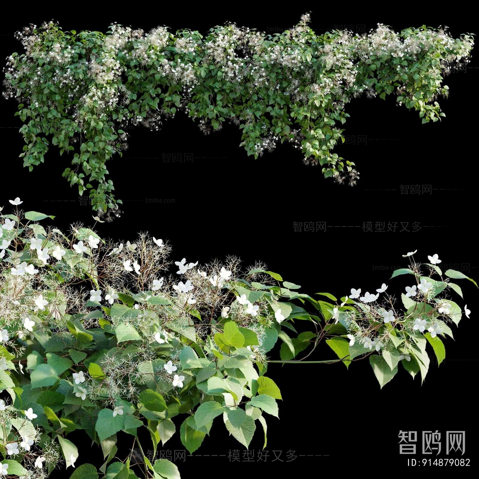 Modern Chlorophytum Comosum