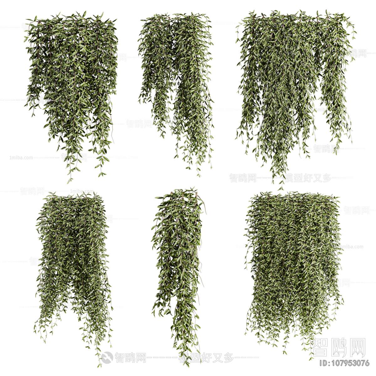 Modern Chlorophytum Comosum