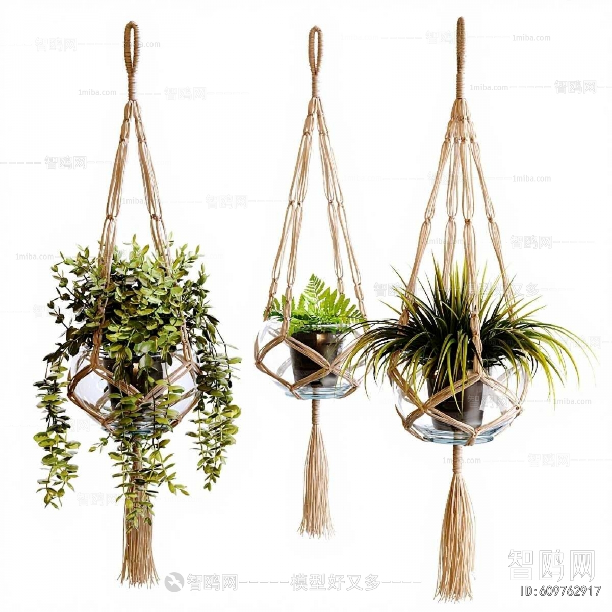 Modern Chlorophytum Comosum