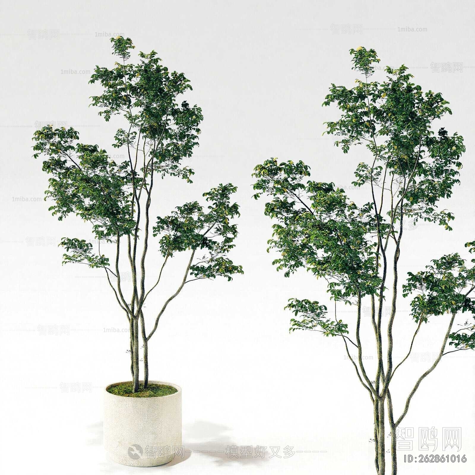 Modern Potted Green Plant