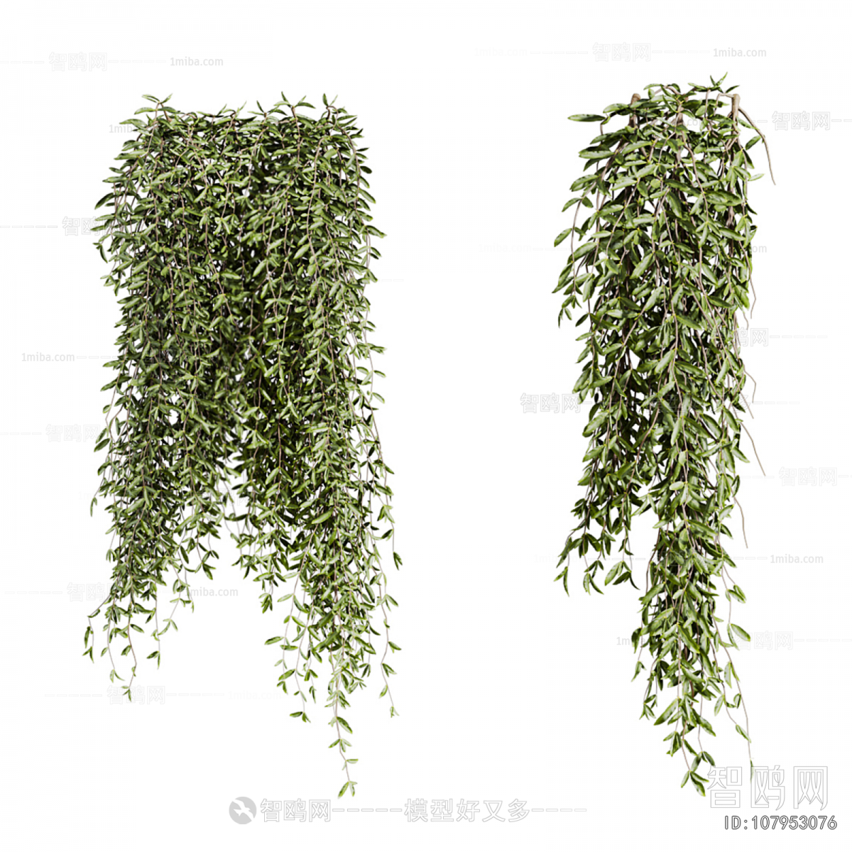 Modern Chlorophytum Comosum