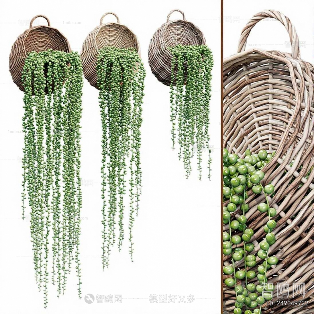 Modern Chlorophytum Comosum