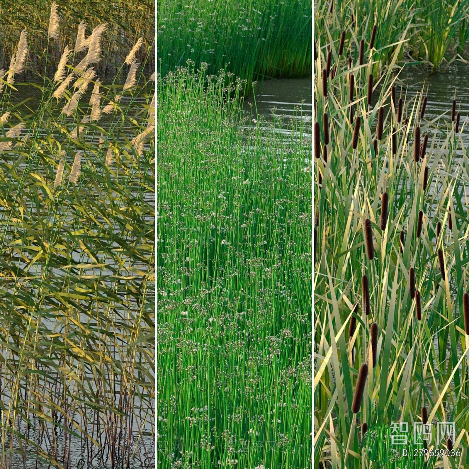 Modern Aquatic Green Plant