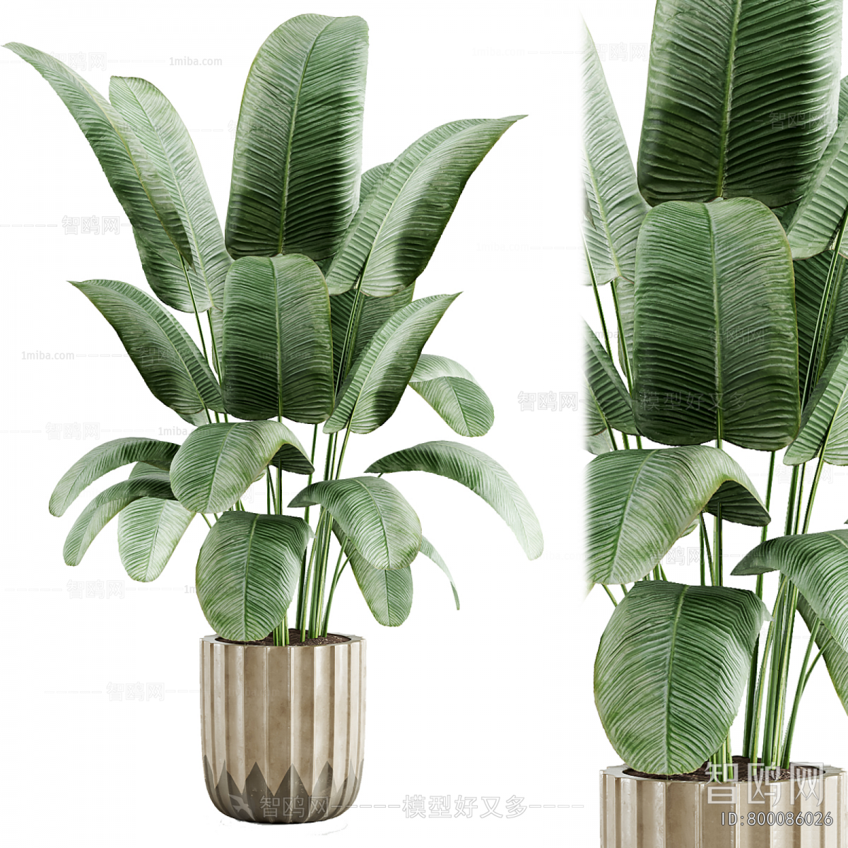 Modern Ground Green Plant Potted Plants