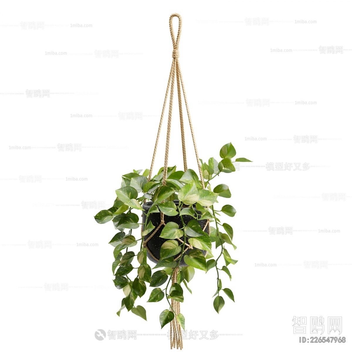 Modern Chlorophytum Comosum