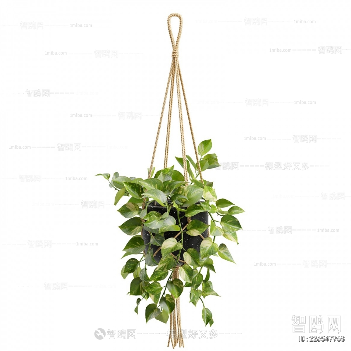 Modern Chlorophytum Comosum